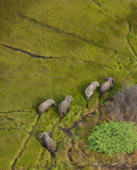 Wild Frontiers